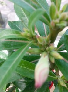 Adenium roze!