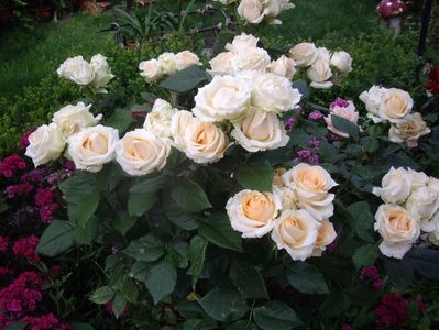 IMGP0979