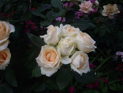 IMGP0980
