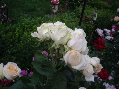 IMGP0981