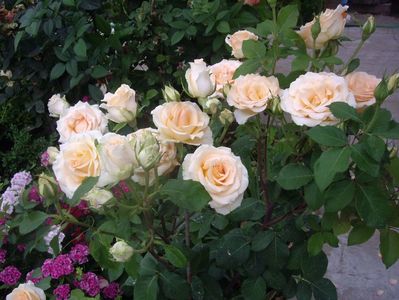 IMGP0983