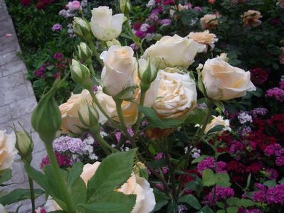 IMGP0985