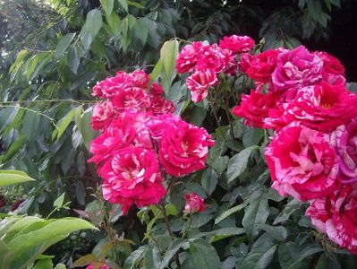 IMGP0988