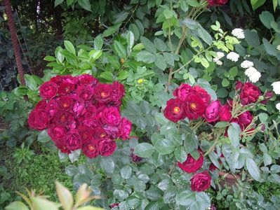IMGP0991