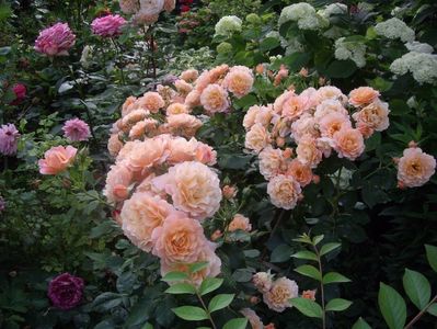 IMGP0995