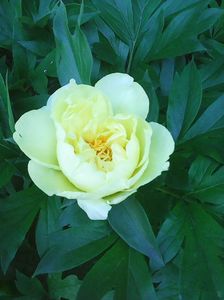 Photo0388
