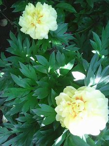 Photo0420