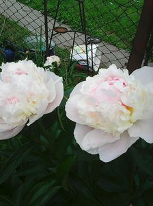 Photo0426