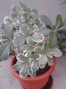multumesc auricam!