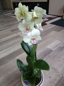 16.06.2017