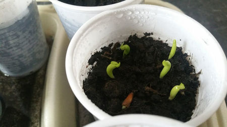 Adenium
