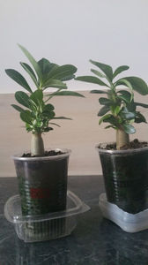 Adenium....au mai crescut