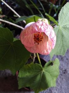 Abutilon