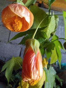 Abutilon portoicaliu