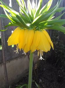 Fritilaria