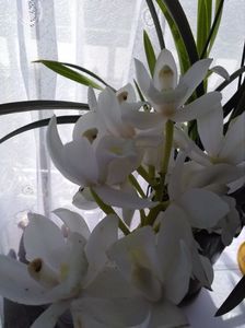 Cymbidium alb