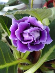 Gloxinia