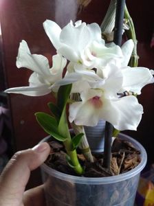 Dendrobium nobile
