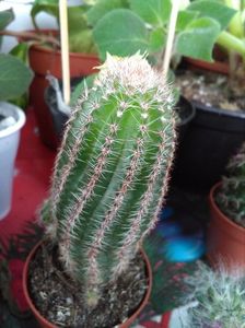 Cactus