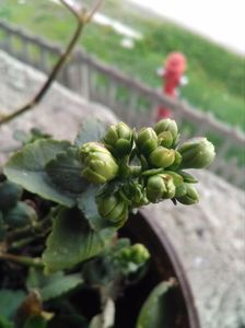 Kalanchoe.