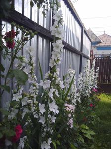 Campanula de gradina
