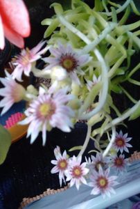 Suculenta