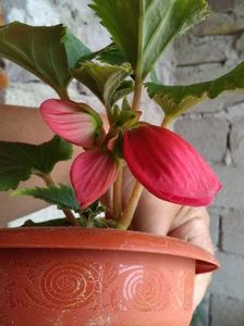 Begonia
