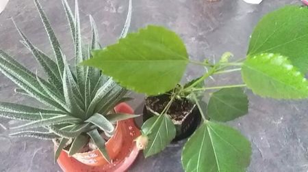 received_1459656984096565
