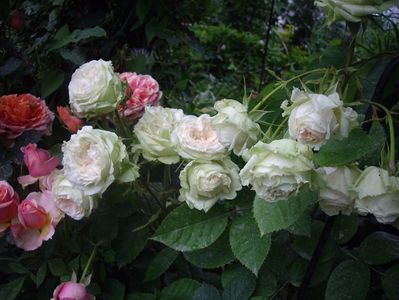 IMGP1069