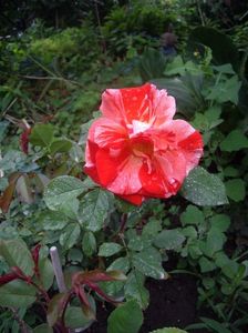 IMGP1071