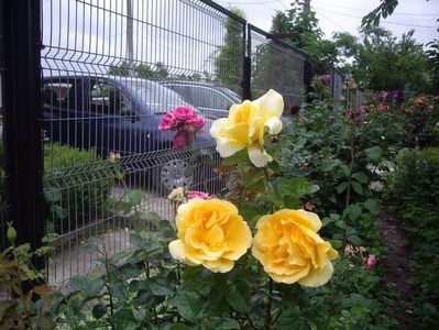 IMGP1076