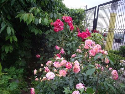 IMGP1079