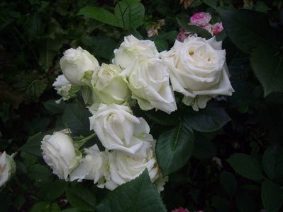 IMGP1097
