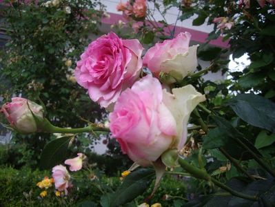 floare