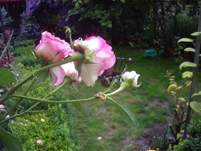 florarie