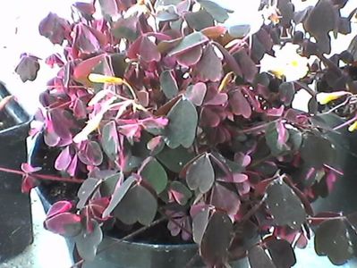 oxalis vulcanicola plum crazy