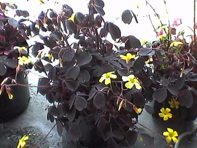 oxalis zinfandel