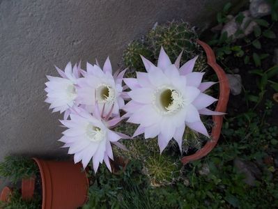 cactus roze