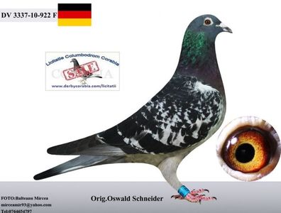 F Orig.Oswald Schneider; Tata:DV 01342-96-826 (”Heinz”)
Mama:NL 03-2101443 (Orig.Sam de Jong”)
