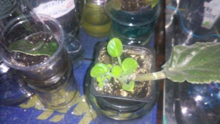 am mai crescut 1-19.06.2017