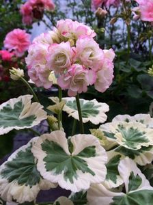 Westdale Apple Blossom