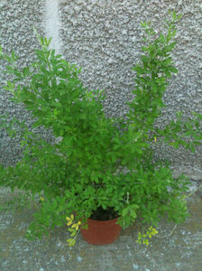 Cytisus x. spachianus (= Cytisus x racemosus = Cytisus canariensis)