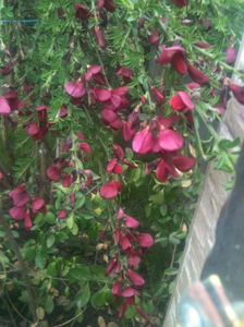 Cytisus × boskoopii "Boskoop Ruby"