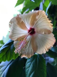 21.06.2017 - Sprinkle Rain, prima floricica