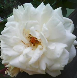 Nuovo_1_Photo4902
