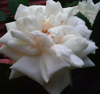 Nuovo_1_Photo4903