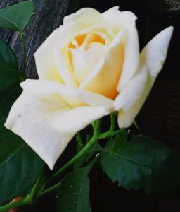 Nuovo_1_Photo4904