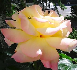 Nuovo_1_Photo4907