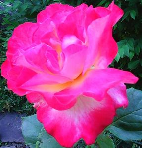 Nuovo_1_Photo4905