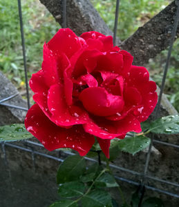 valynedelcu@yahoo.com peisaje0088; Sympathy
